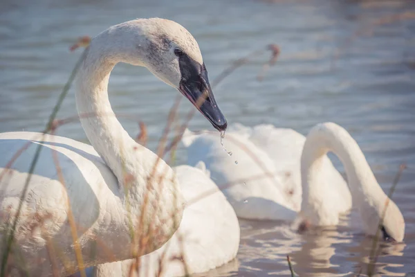 Closeup Shot Trumpeter Swans Swimming Lake — Stock Photo, Image