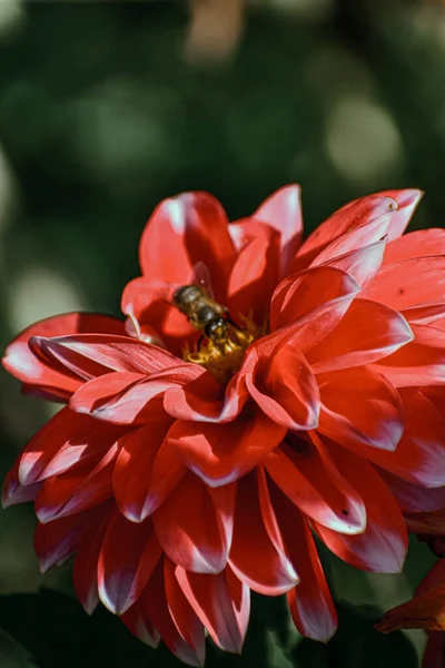 赤いダリアに蜂の垂直の浅い焦点ショット — ストック写真