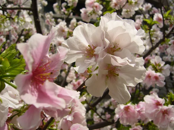 Eine Nahaufnahme Schöner Kirschblüten Auf Verschwommenem Hintergrund — Stockfoto