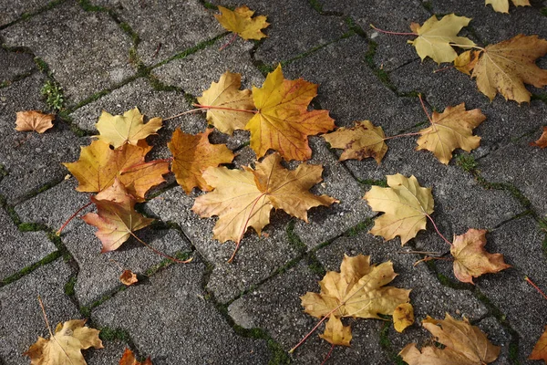 Beau Cliché Feuilles Érable Sèches Automne — Photo