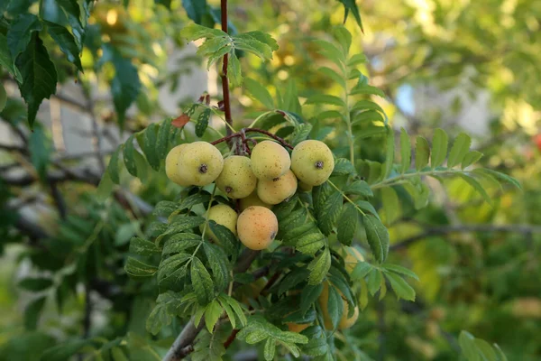 Fruits Sorbus Domestica Ripening Branches Tree — Stock Photo, Image