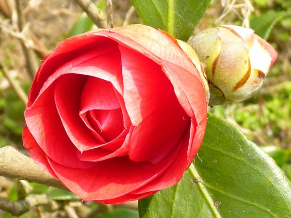 Zbliżenie Ujęcie Słonecznej Pięknej Róży Liśćmi Kwiecie — Zdjęcie stockowe