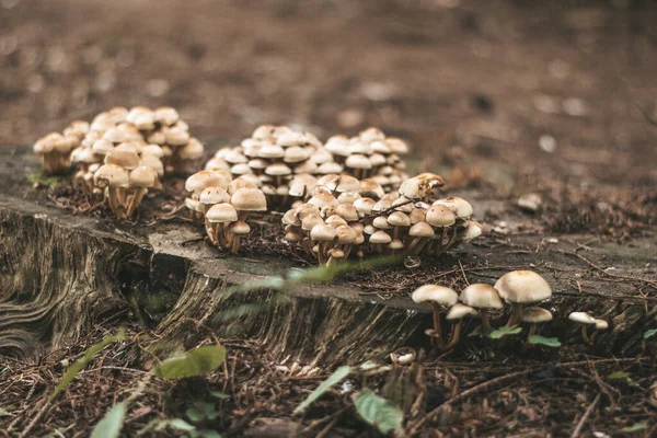 Closeup Mushrooms Growing Woods Captured Daytime — Stock Photo, Image