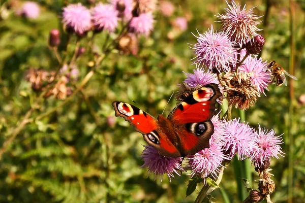 ぼやけた緑の背景に花の上に座っているカラフルな蝶 — ストック写真