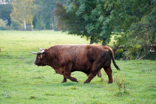 Brown Bull Walking Meadow — Stock Photo, Image