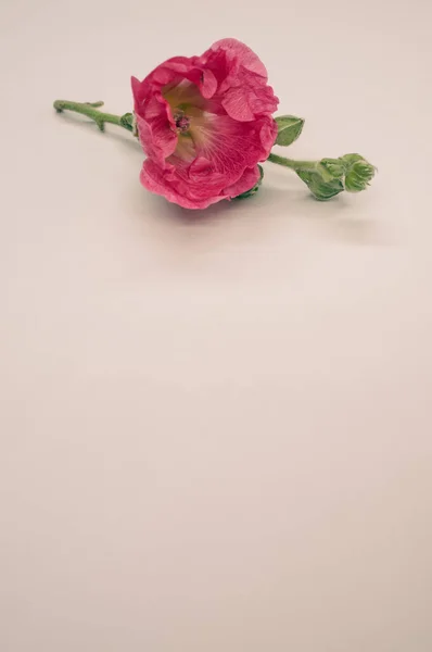 灰色の表面に配置された小さな茎に美しいピンクのカーネーションの花の垂直ショット テキストのためのスペース — ストック写真