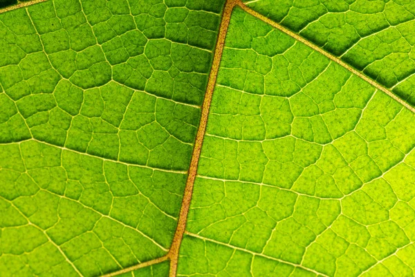 Макро Зеленого Листа — стоковое фото