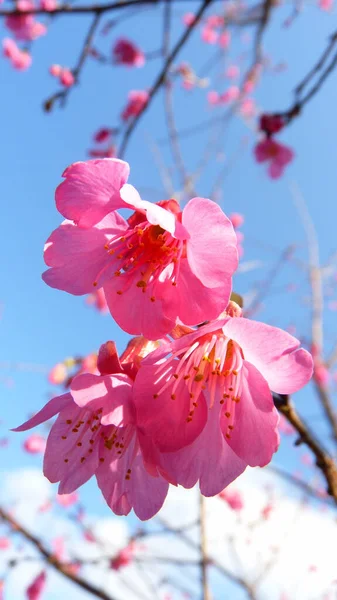 Una Vista Panorámica Vertical Ramo Flores Florecientes Cerezo Con Pétalos — Foto de Stock