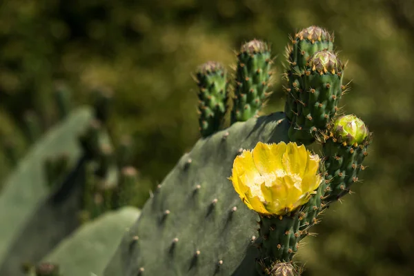 Gros Plan Cactus Poire Piquante Avec Une Fleur Jaune Dessus — Photo