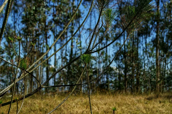 Gros Plan Branches Pin Encens Dans Champ Sous Lumière Soleil — Photo