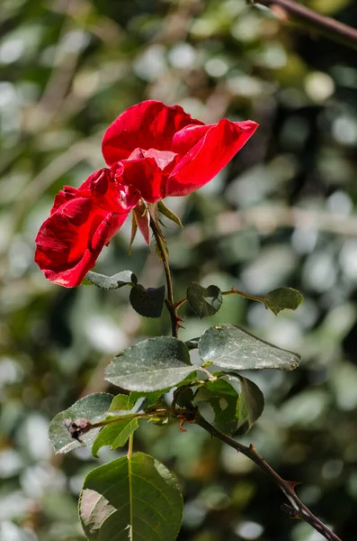 一朵枯萎的红玫瑰的特写在灌木丛中 隔离在模糊的背景下 — 图库照片