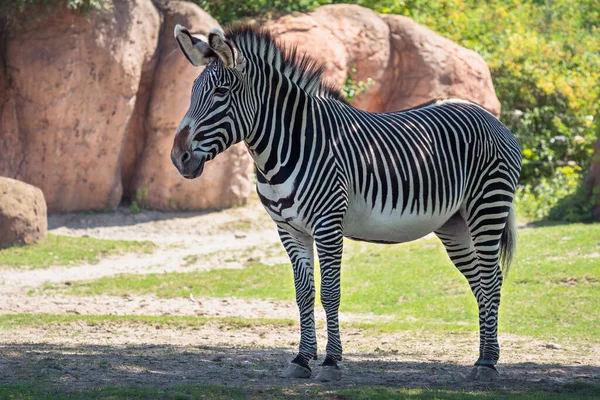 Close Zebra Zoológico — Fotografia de Stock