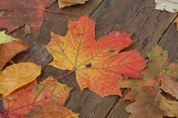 Een Prachtig Shot Van Droge Herfst Esdoorn Bladeren — Stockfoto