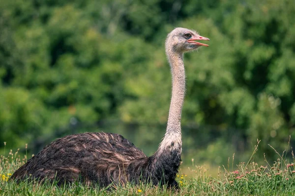 Selective Focus Shot Ostrich Walking Grassland — Stock Photo, Image