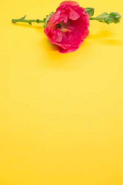 Vertikální Záběr Krásné Růžové Karafiátové Květiny Malém Stonku Umístěném Žlutém — Stock fotografie