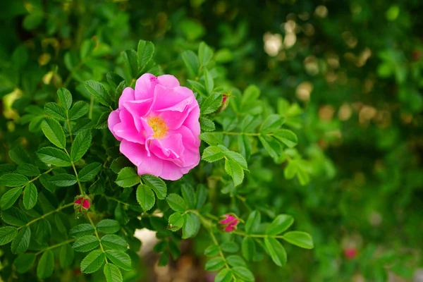 Mise Point Sélective Une Fleur Rose Sur Buisson — Photo