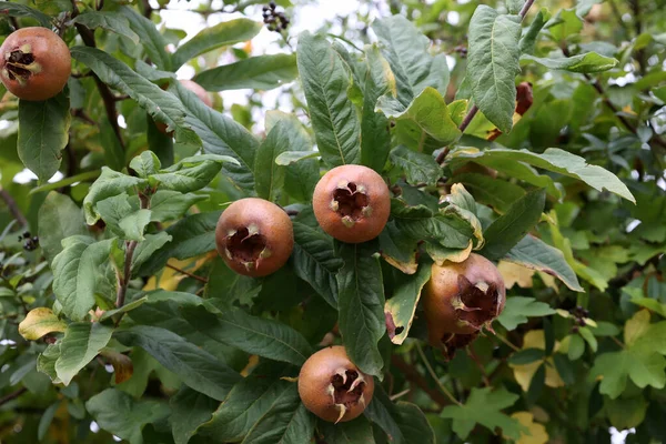 Tiro Close Frutas Mespilus Germanica Medalha Comum Uma Árvore — Fotografia de Stock