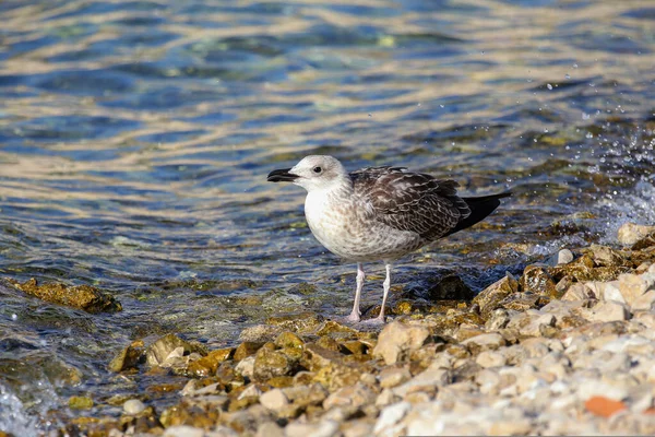 Little Gray Seagull Standing Rocky Shore — Stock Photo, Image