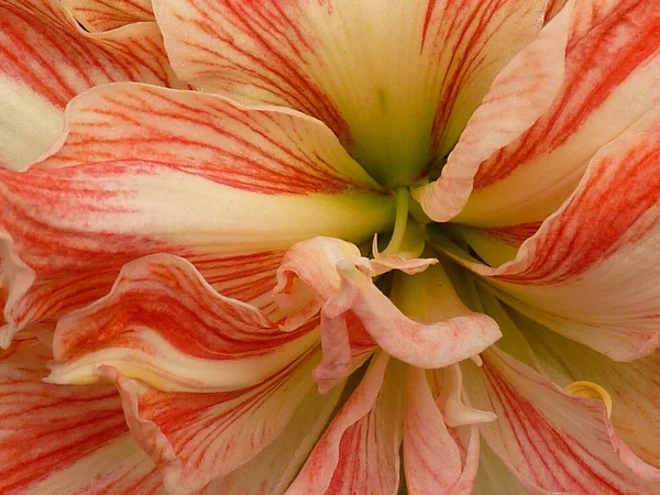 Güzel Bir Amaryllis Çiçeğinin Yakın Çekimi — Stok fotoğraf