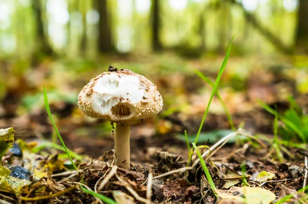 Close Único Cogumelo Macrolepiota Uma Floresta — Fotografia de Stock