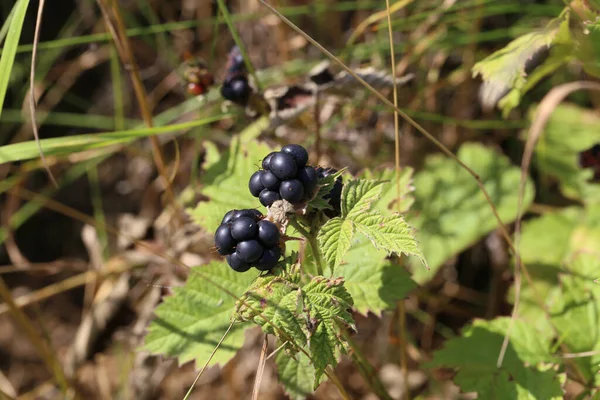 黑莓在森林中的灌木上成熟的选择性焦点 — 图库照片