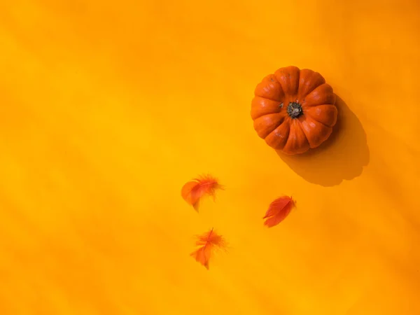 Een Decoratieve Gele Halloween Achtergrond Met Een Pompoen Veren — Stockfoto