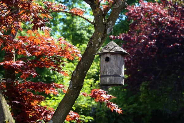 Uma Casa Pássaros Madeira Pendurada Uma Árvore Parque Outono — Fotografia de Stock