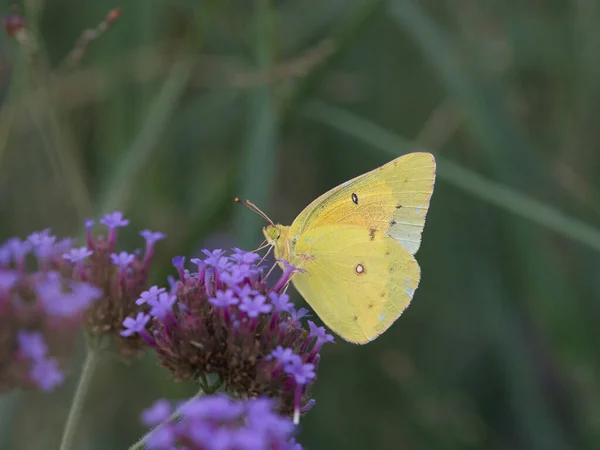 Selective Focus Shot Clouded Yellow Butterfly Little Flower — Stock Photo, Image