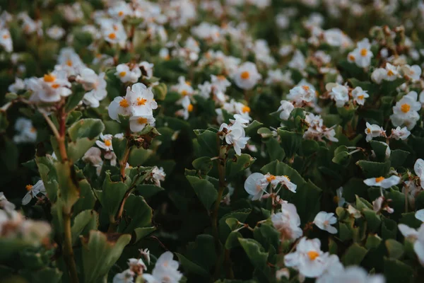 Campo Begonia Wax Flores Brancas Ótimo Para Papéis Parede — Fotografia de Stock