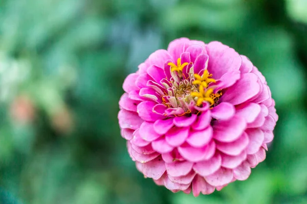 背景がぼやけている庭での素晴らしい花Common Zinniaのクローズアップ — ストック写真