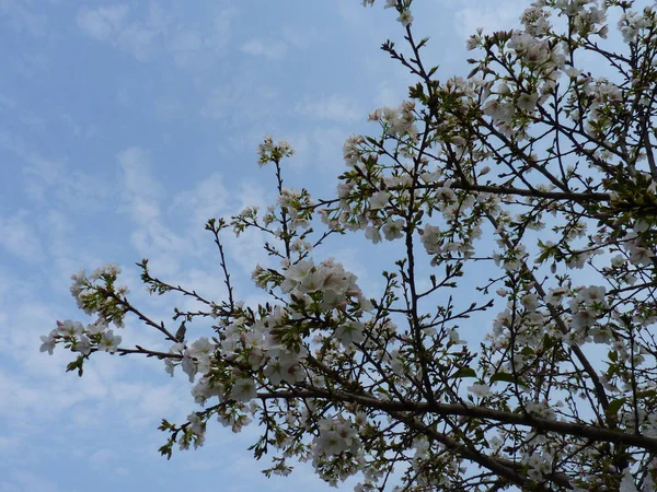 青空の下で美しい桜のライトアップ — ストック写真
