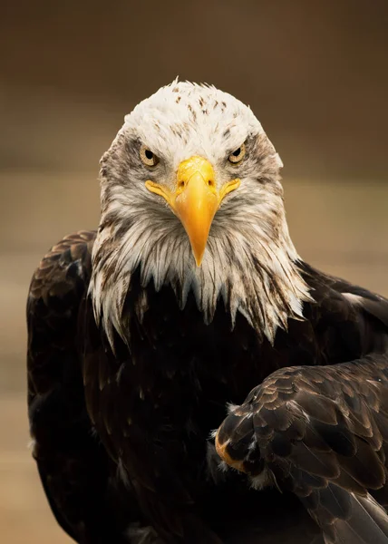 Shallow Focus Shot Bald Eagle — Stock Photo, Image