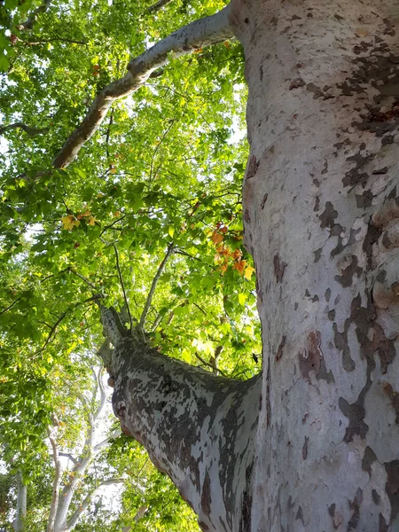 Nízký Úhel Záběru Vysokého Stromu Čerstvými Zelenými Listy — Stock fotografie
