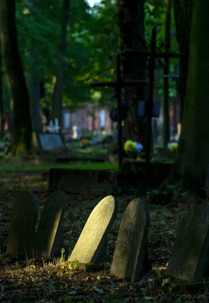 Polonya Ağaçları Olan Eski Bir Yahudi Mezarlığı — Stok fotoğraf