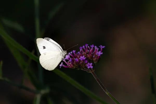 양배추 나비가 앉아서 채소를 모습을 가까이 Verbena Officialis — 스톡 사진