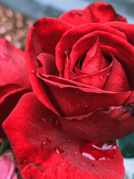 Egy Függőleges Közelkép Egy Gyönyörű Vörös Rózsa Fejről — Stock Fotó