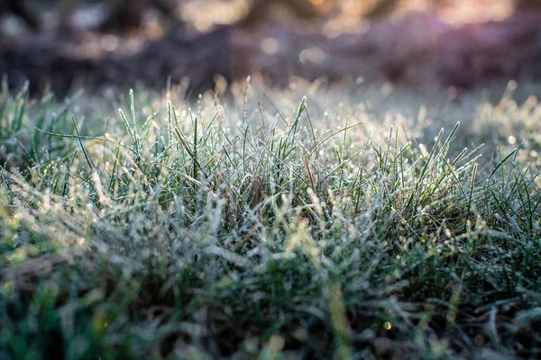 太陽の下で朝の霜のある緑の芝生の閉鎖 — ストック写真