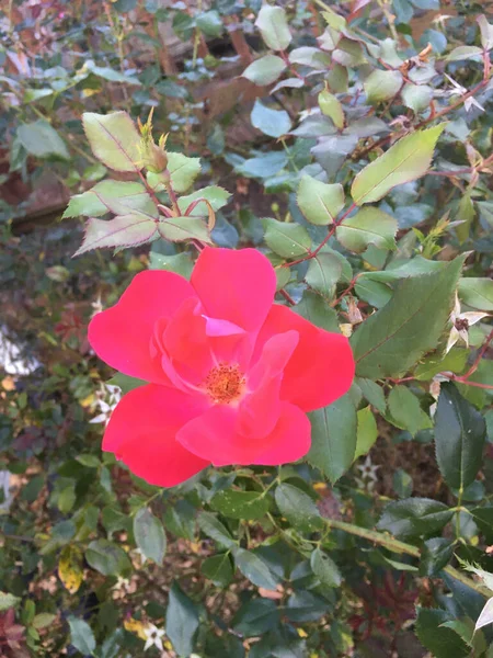 Pionowe Ujęcie Różowej Rosy Pendulina Liściastym Tle — Zdjęcie stockowe