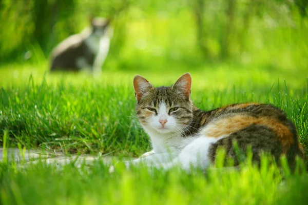 Tiro Foco Seletivo Gato Vadio Deitado Grama — Fotografia de Stock