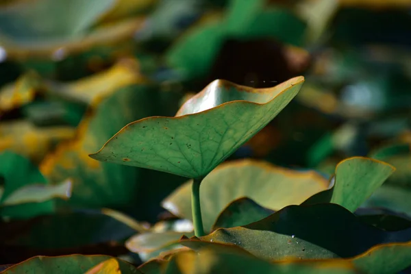 Primer Plano Hojas Lirio Agua — Foto de Stock