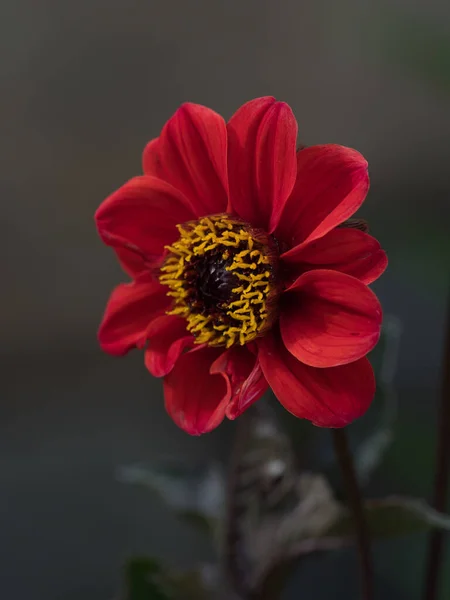 Selektivní Ostření Záběr Dahlia Biskup Llandaffu Květ Kvetoucí Zahradě — Stock fotografie