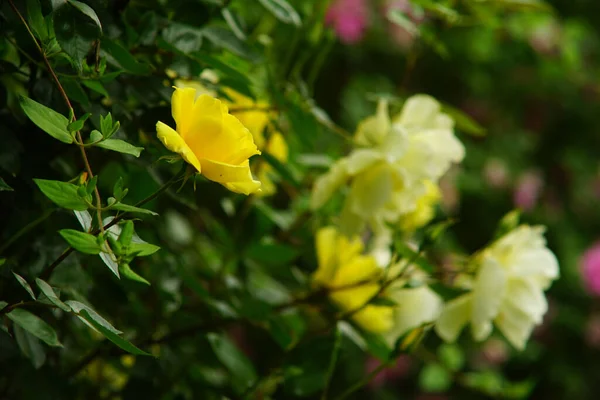 Tiro Foco Seletivo Rosas Amarelas Nos Arbustos — Fotografia de Stock