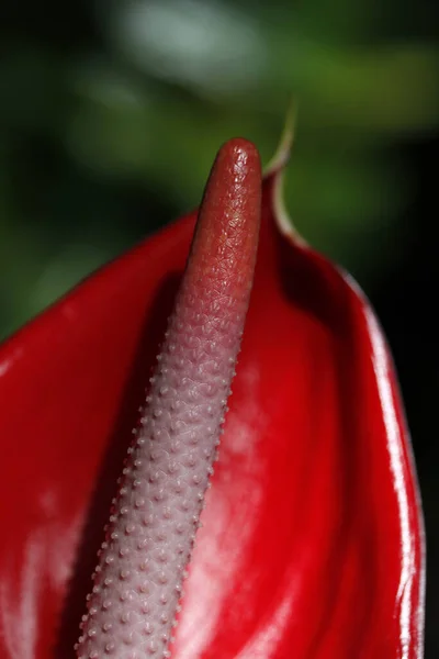 Eine Vertikale Aufnahme Einer Roten Blume Wald — Stockfoto