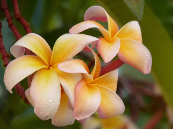 Eine Selektive Fokusaufnahme Schöner Plumeria Blumen — Stockfoto