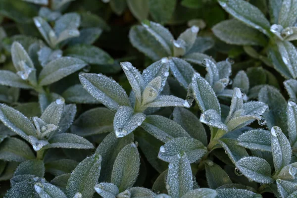 植物に露と霧雨の選択的な焦点ショット — ストック写真