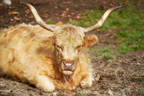 Lindo Toro Marrón Yaciendo Pasto —  Fotos de Stock