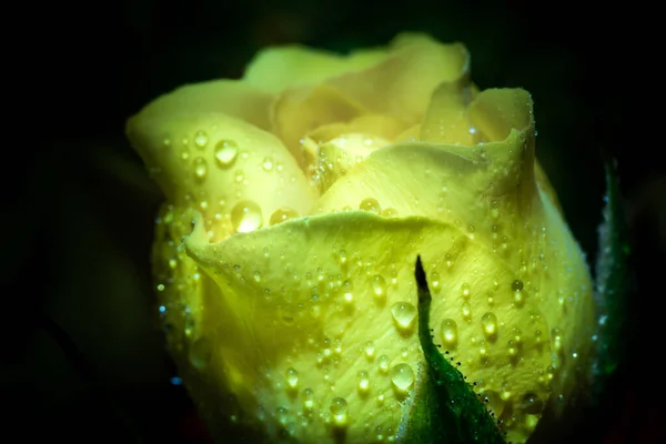 Detailní Záběr Krásné Bílé Žluté Růže Kapkami Vody — Stock fotografie