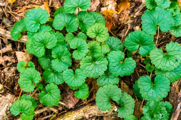 Una Vista Superior Las Hojas Verdes Una Planta Bosque —  Fotos de Stock