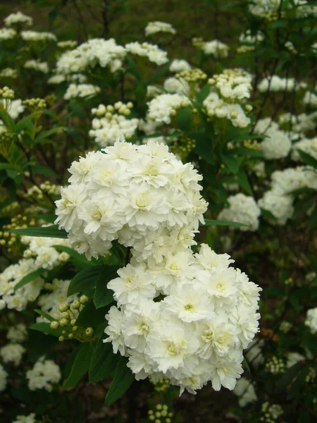 Selective Focus Shot Beautiful White Bridal Wreath Flowers — Stock Photo, Image