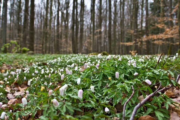 Hermoso Campo Flores Madera Anémona Bosque — Foto de Stock